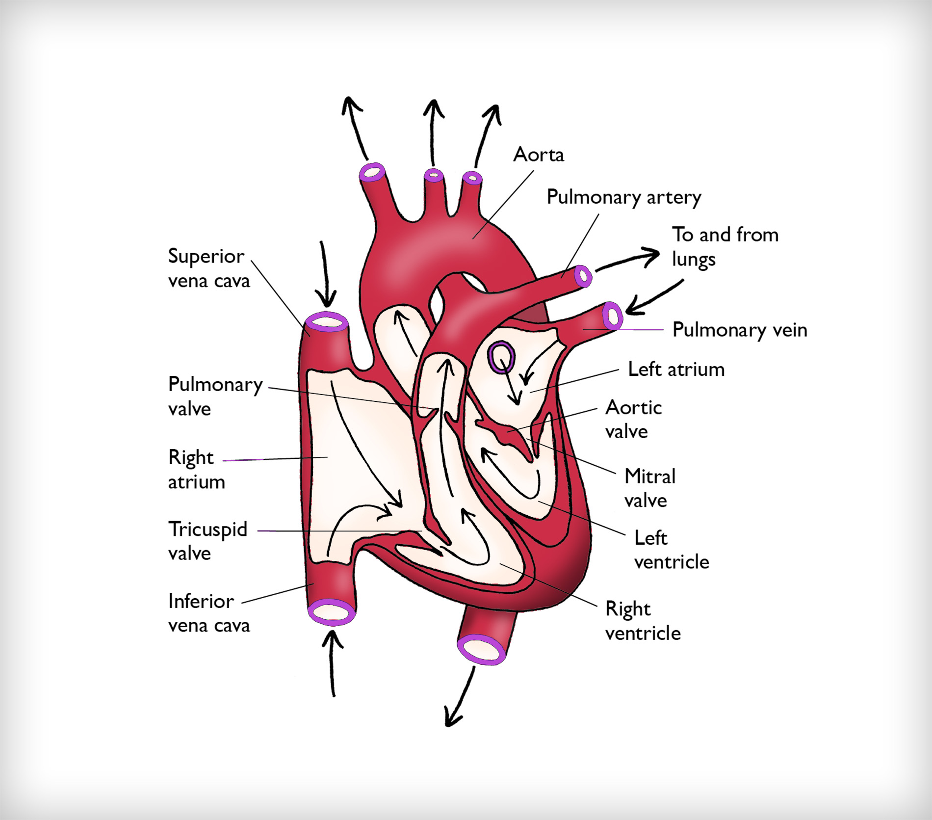 Heart Illustration